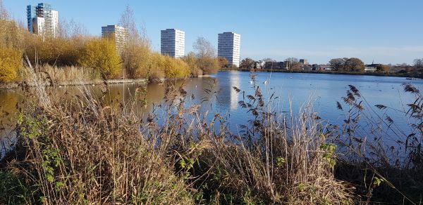 Woodberry Wetlands